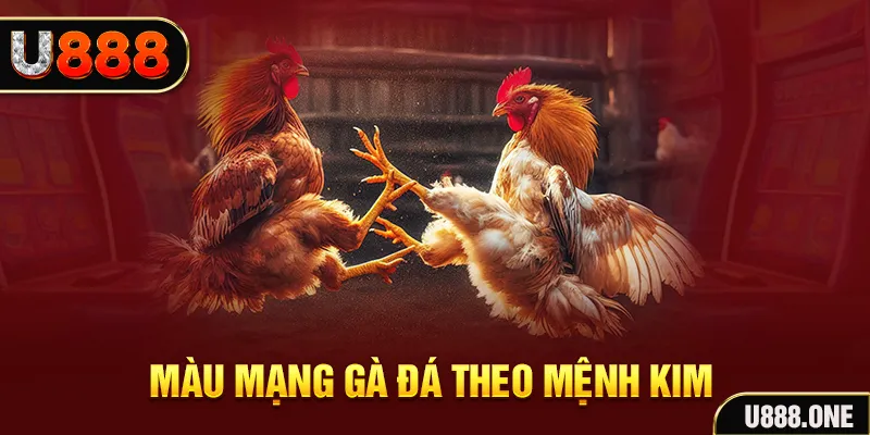 mu8 gà chọi tiêu phong